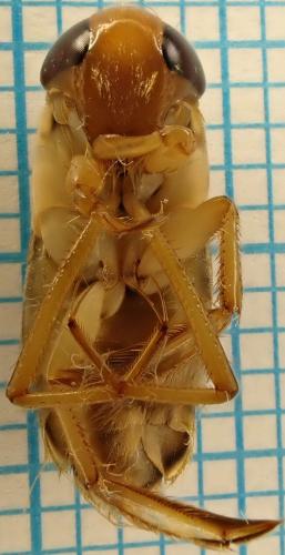 Réf. 272 938 : Corixa panzeri
